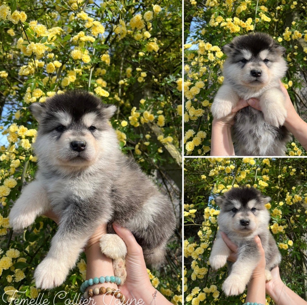 Into The Wild With - Chiot disponible  - Alaskan Malamute