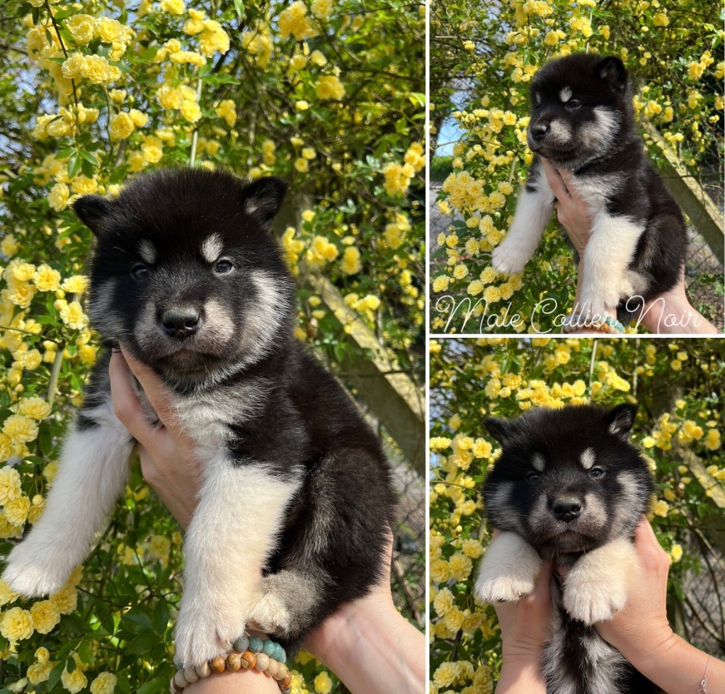 Into The Wild With - Chiot disponible  - Alaskan Malamute