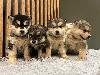  - 4 petites femelles Malamutes sont nées 