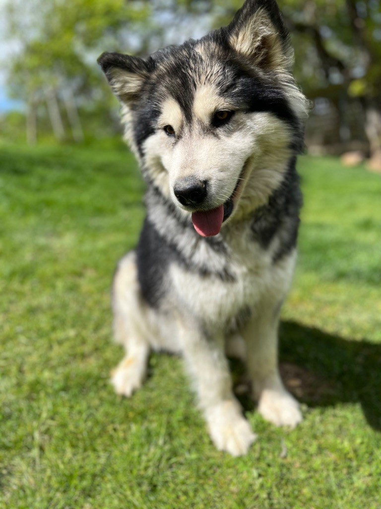 Into The Wild With Cherokee