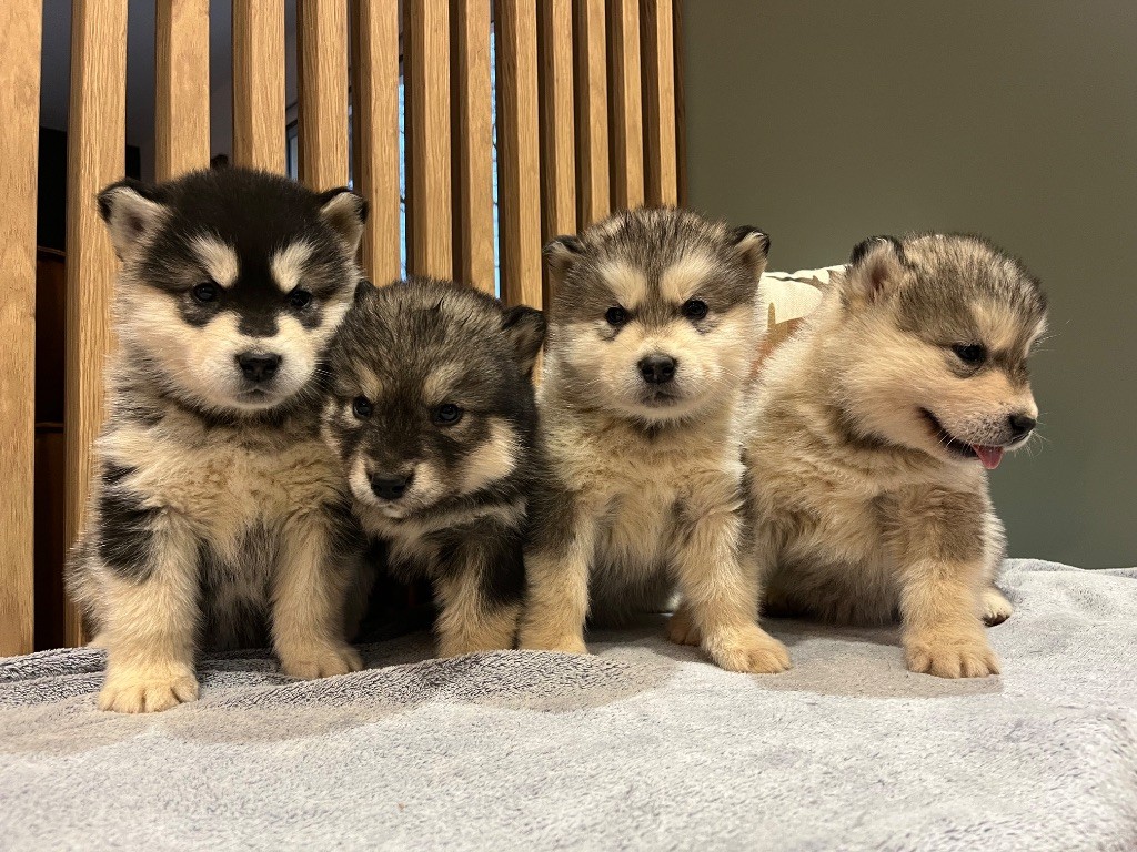 chiot Alaskan Malamute Into The Wild With