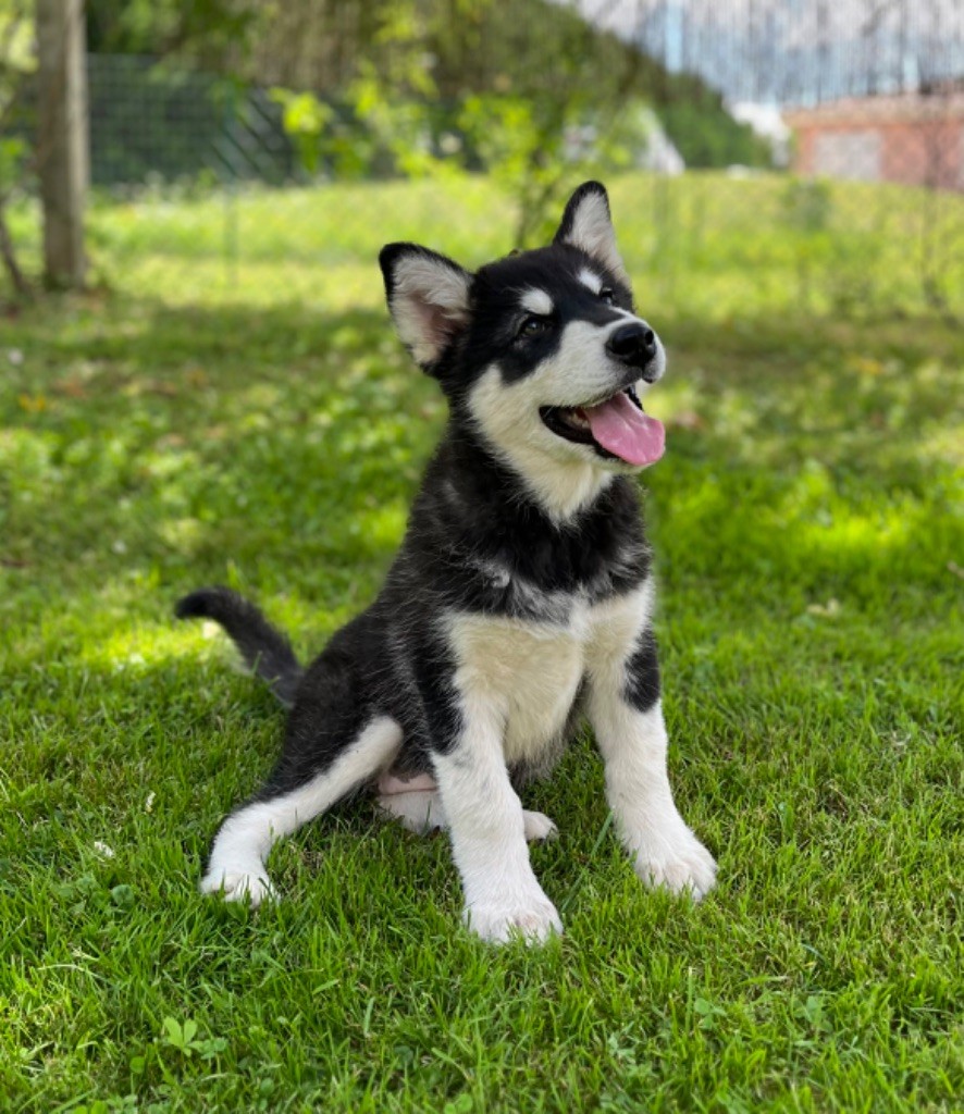 chiot Alaskan Malamute Into The Wild With