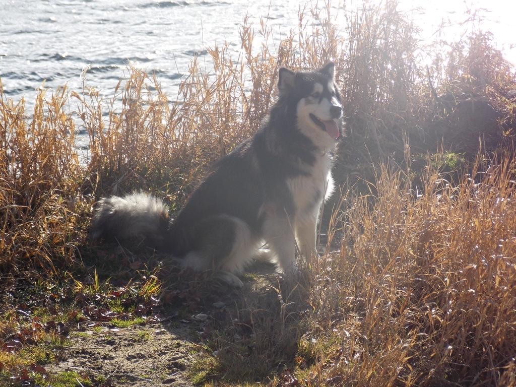 chiot Alaskan Malamute Into The Wild With