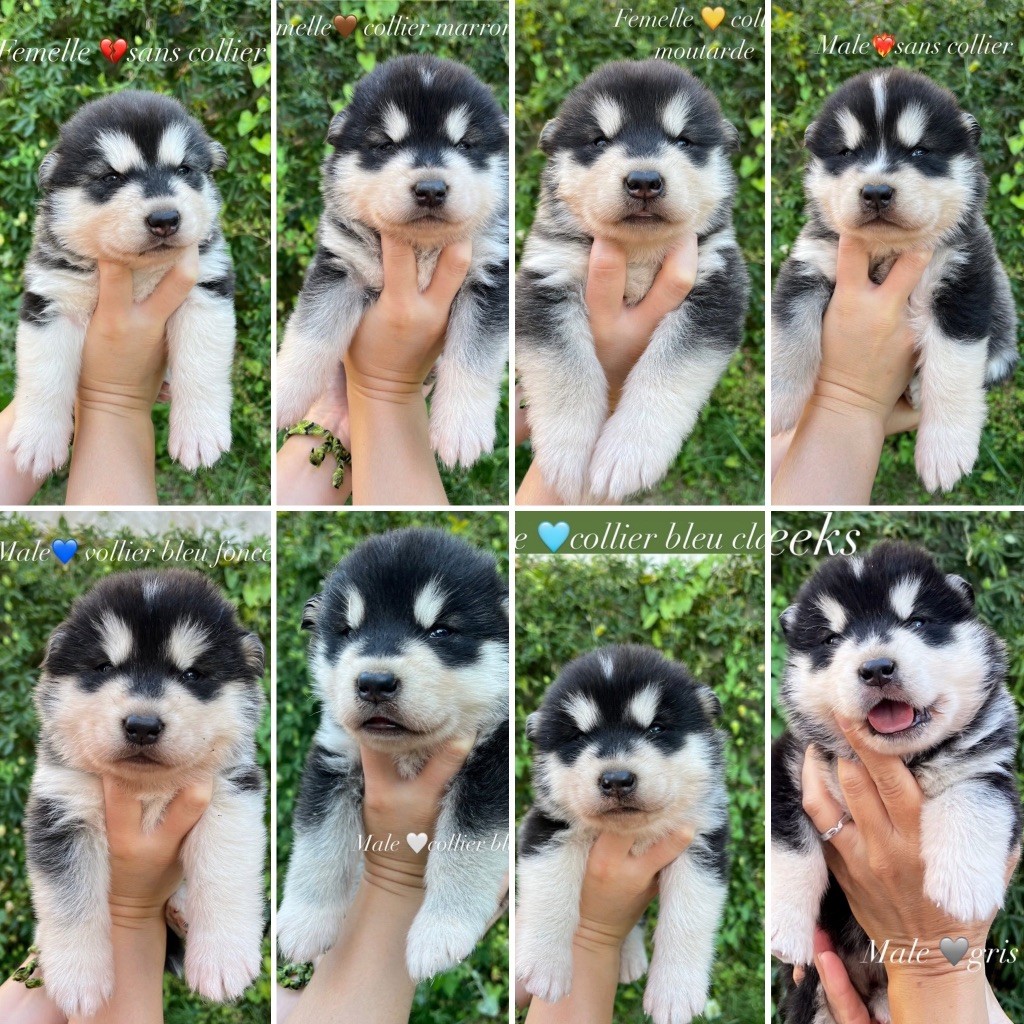 chiot Alaskan Malamute Into The Wild With