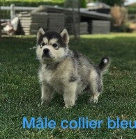 Male collier bleu 