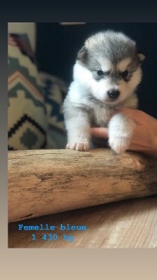 Into The Wild With - Alaskan Malamute - Portée née le 10/09/2021