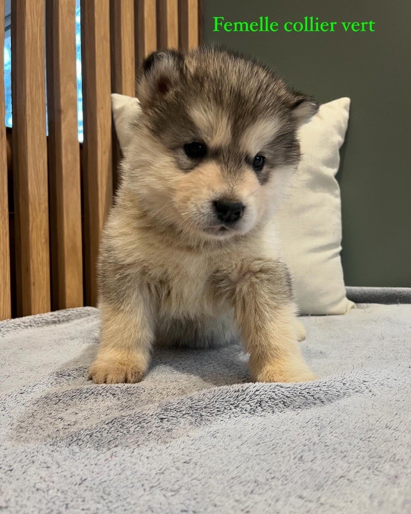 Into The Wild With - Chiot disponible  - Alaskan Malamute