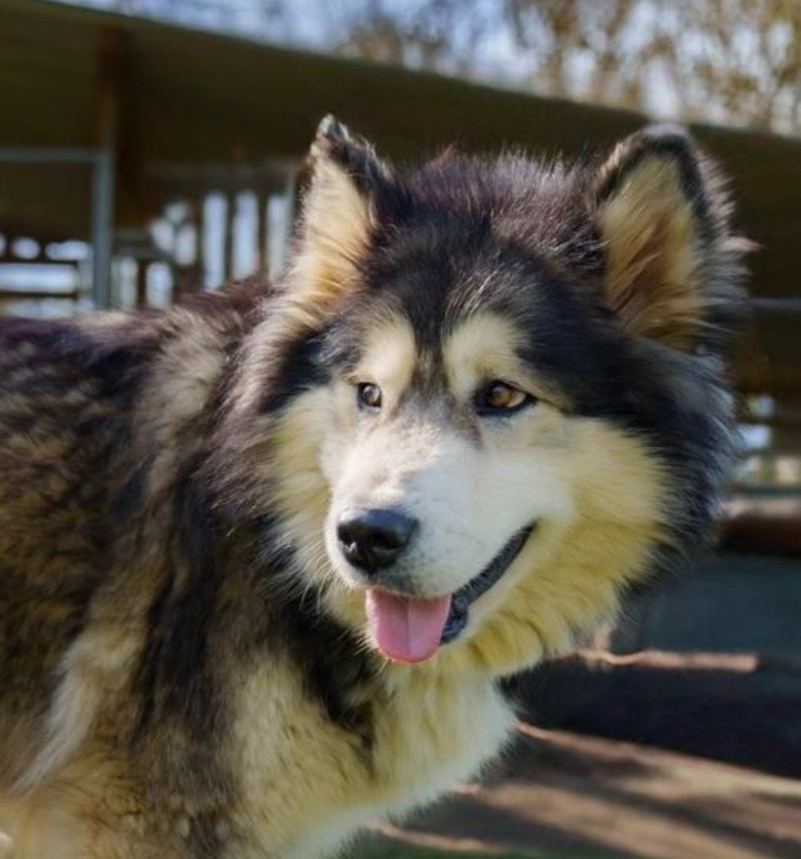 Into The Wild With Cherokee