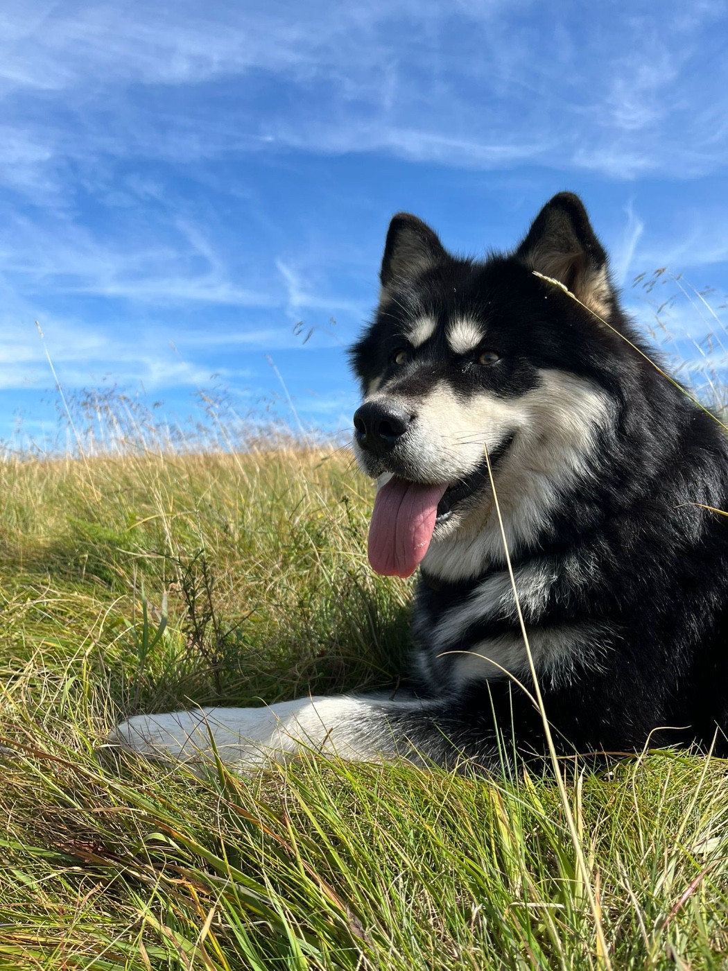 Into The Wild With Suki of yupic