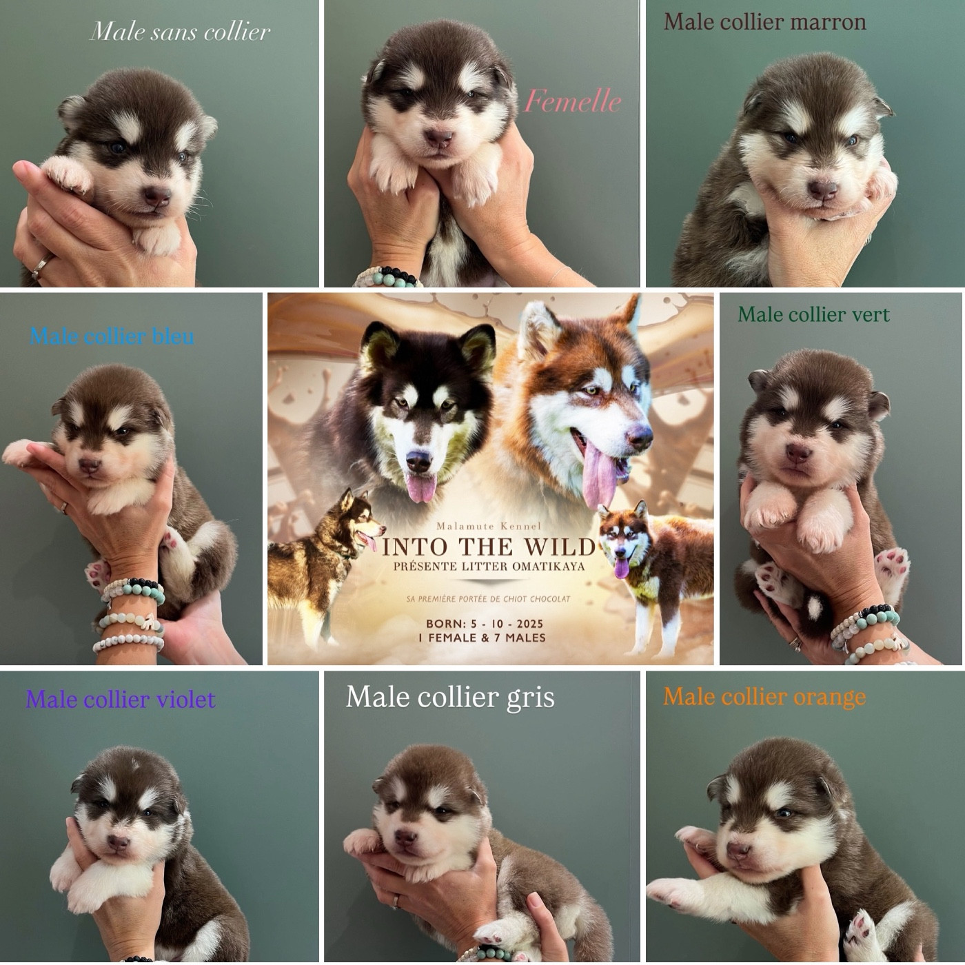 Portée Malamute chocolat disponible à la réservation
