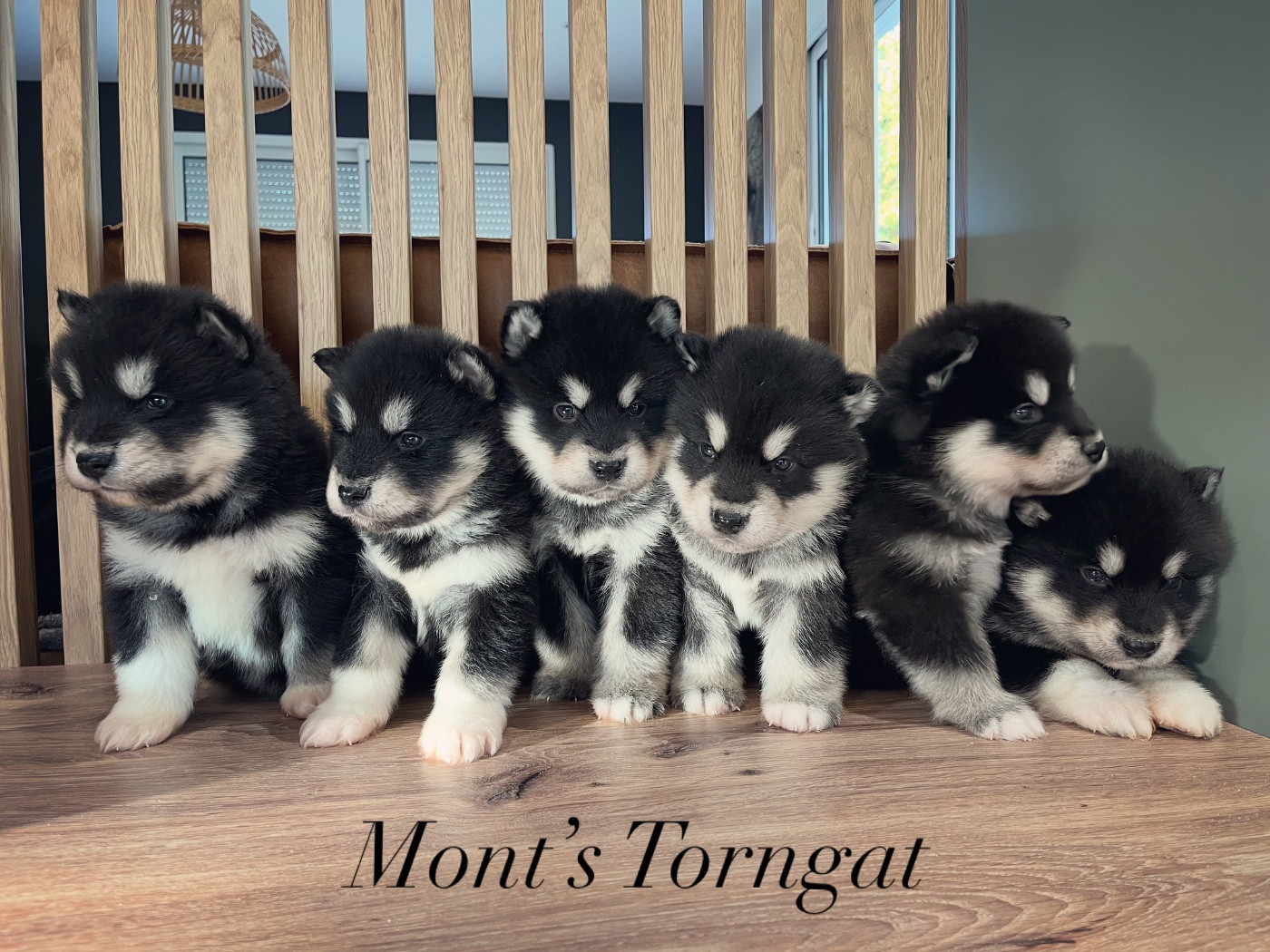 4. Chiots face noir agouti à réserver