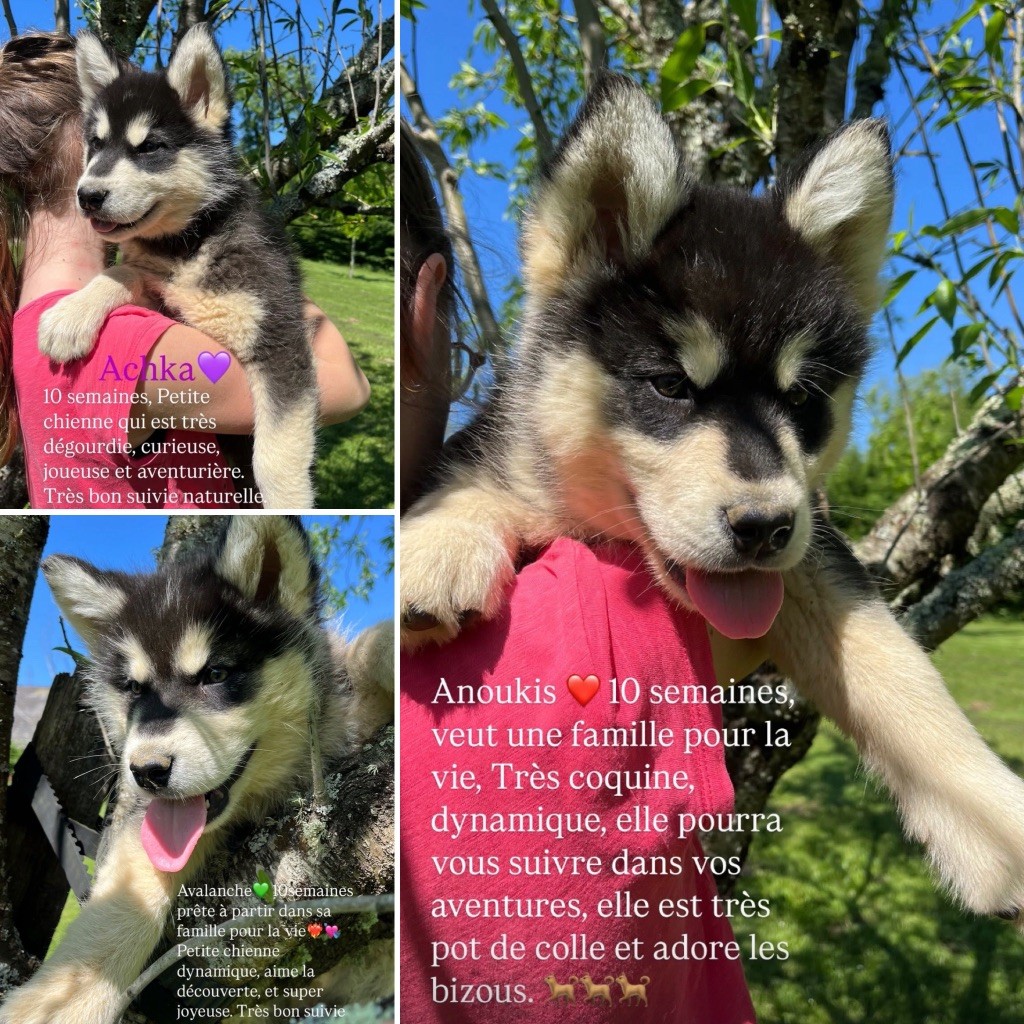 Chiots Malamute d Alaska à réserver Portée Athabaskans 
