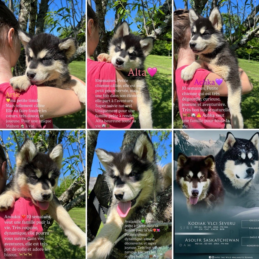 Into The Wild With - Alaskan Malamute - Portée née le 15/02/2025