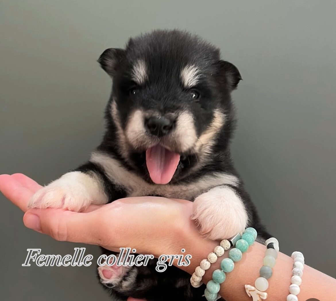 Into The Wild With - Chiots disponibles - Alaskan Malamute