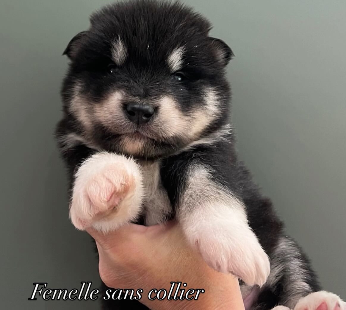 Into The Wild With - Chiots disponibles - Alaskan Malamute