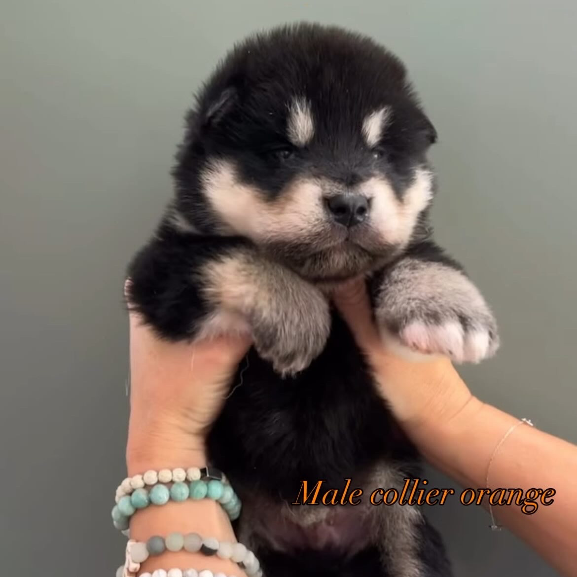 Into The Wild With - Chiots disponibles - Alaskan Malamute