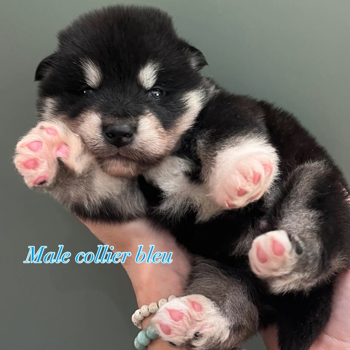 Into The Wild With - Chiots disponibles - Alaskan Malamute