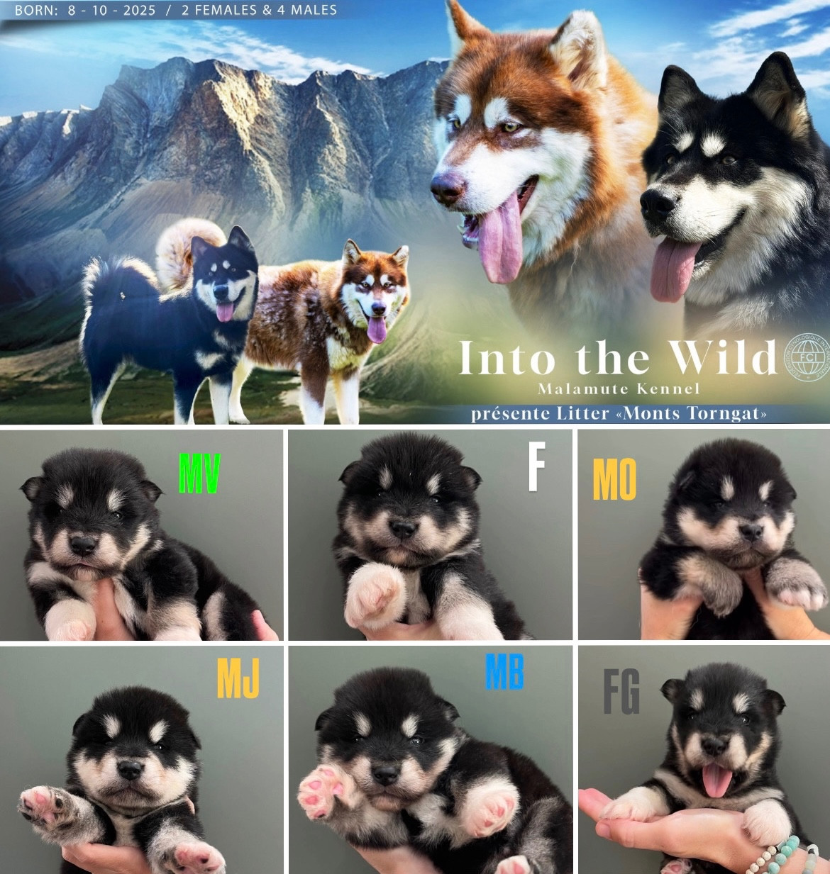 Into The Wild With - Alaskan Malamute - Portée née le 08/09/2025