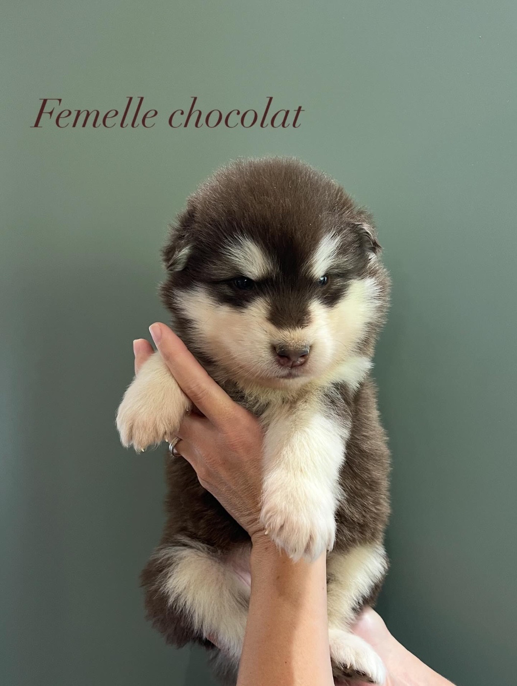 Into The Wild With - Chiots disponibles - Alaskan Malamute