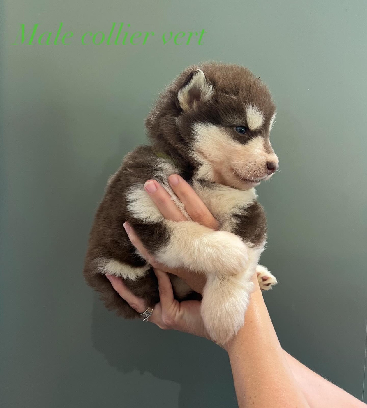 Into The Wild With - Chiots disponibles - Alaskan Malamute