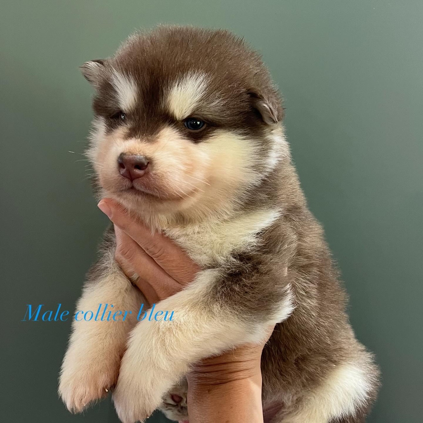 Into The Wild With - Chiots disponibles - Alaskan Malamute