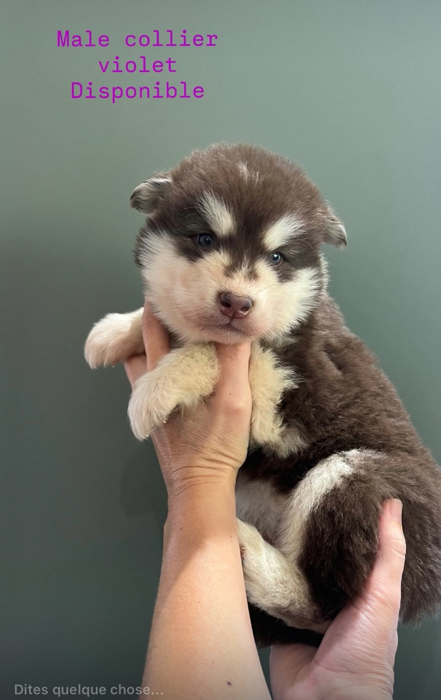 Into The Wild With - Chiots disponibles - Alaskan Malamute