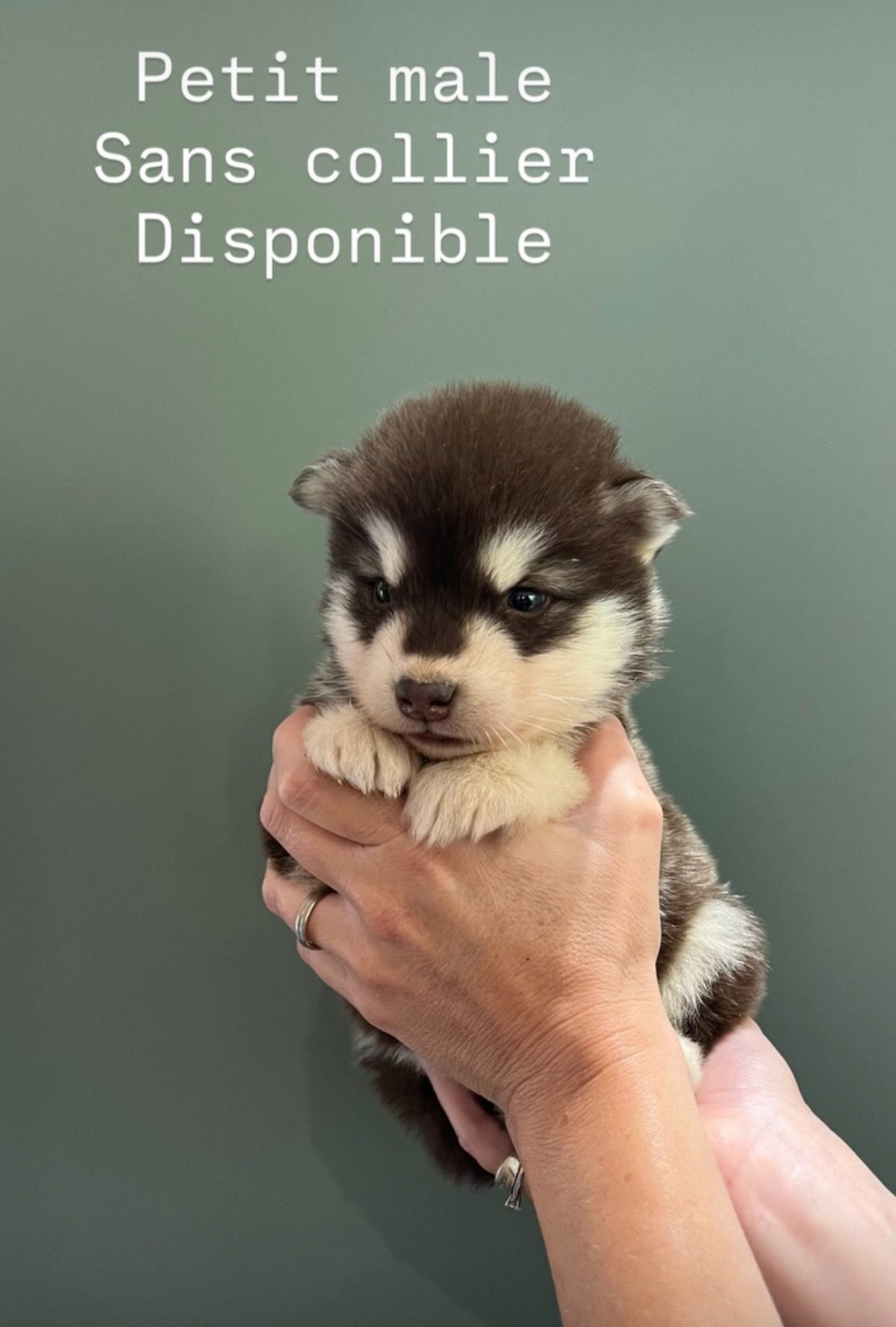 Into The Wild With - Chiots disponibles - Alaskan Malamute