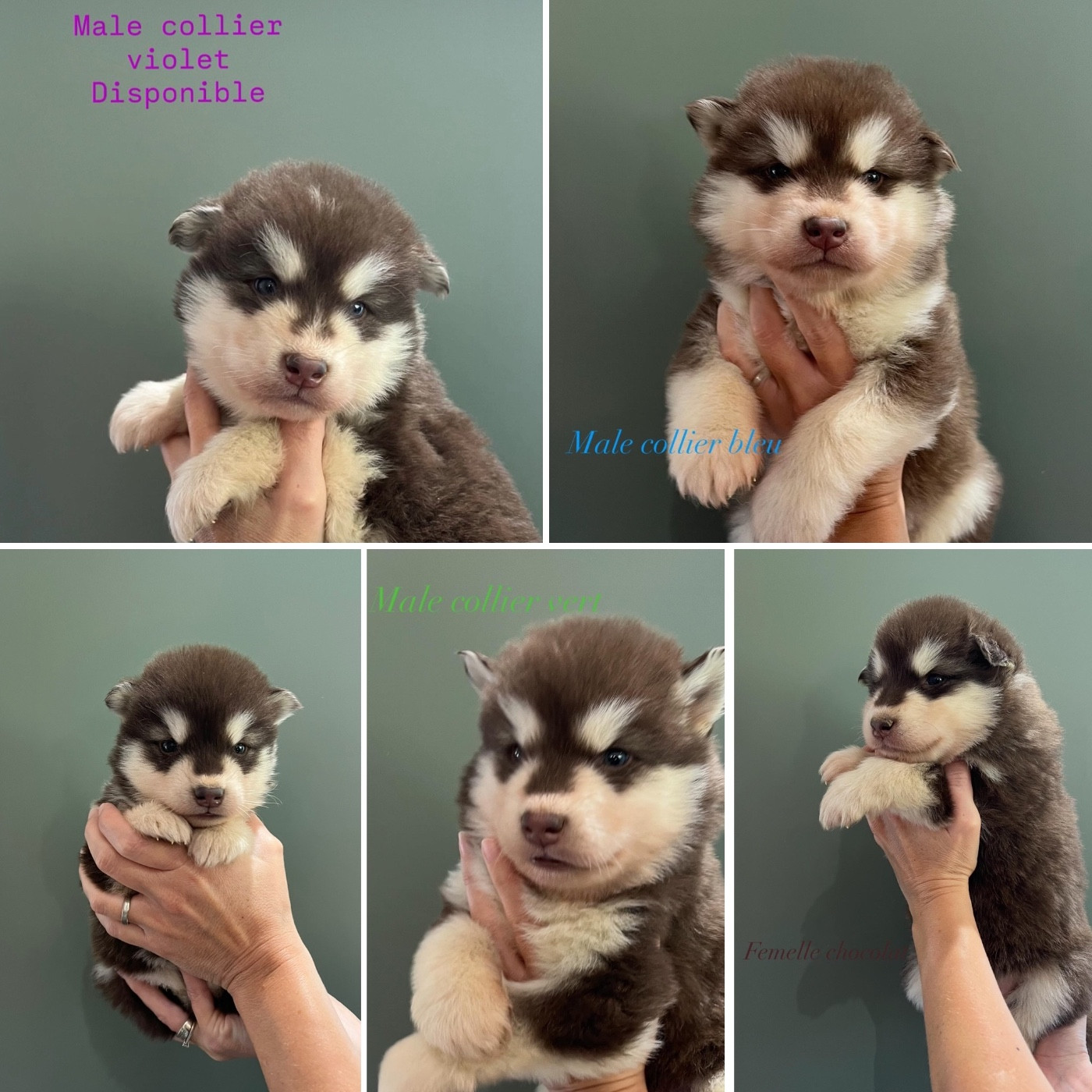 Chiot Alaskan Malamute Into The Wild With