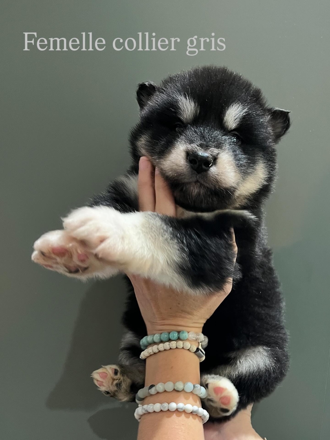 Into The Wild With - Chiots disponibles - Alaskan Malamute
