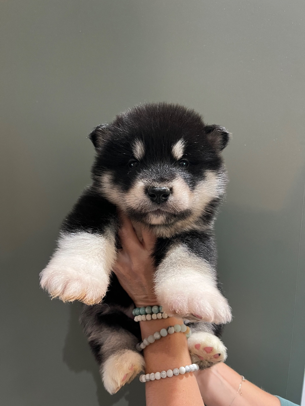 Into The Wild With - Chiots disponibles - Alaskan Malamute