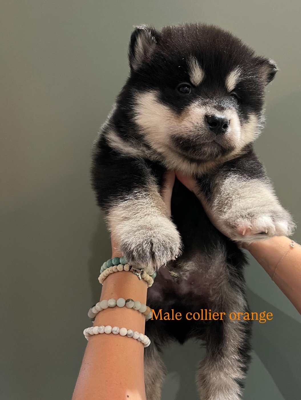 Into The Wild With - Chiots disponibles - Alaskan Malamute