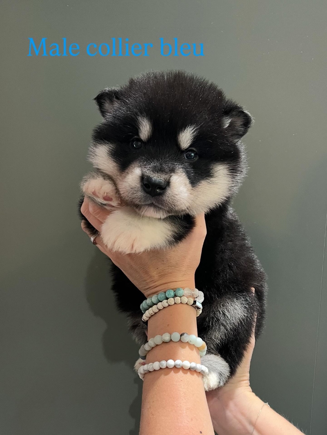 Into The Wild With - Chiots disponibles - Alaskan Malamute