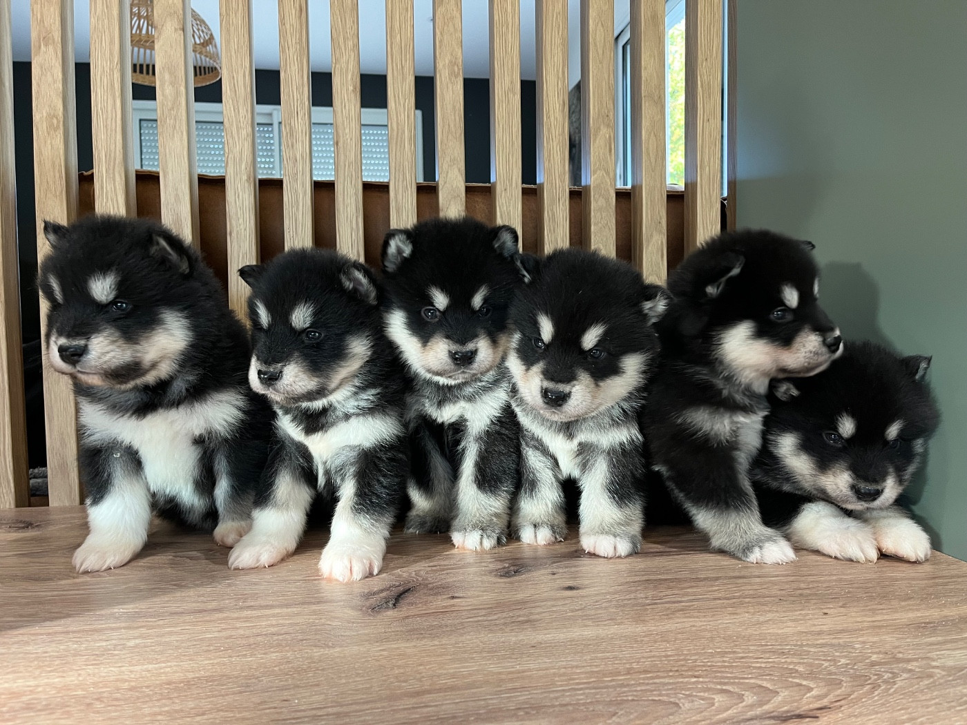 Chiot Alaskan Malamute Into The Wild With