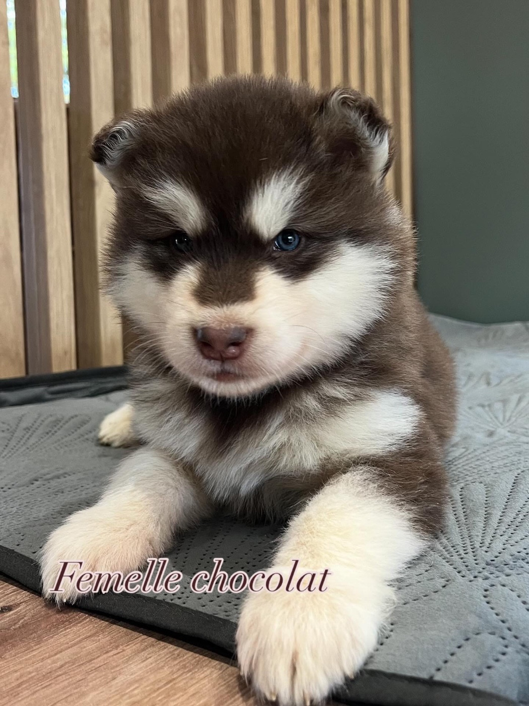 Into The Wild With - Chiots disponibles - Alaskan Malamute