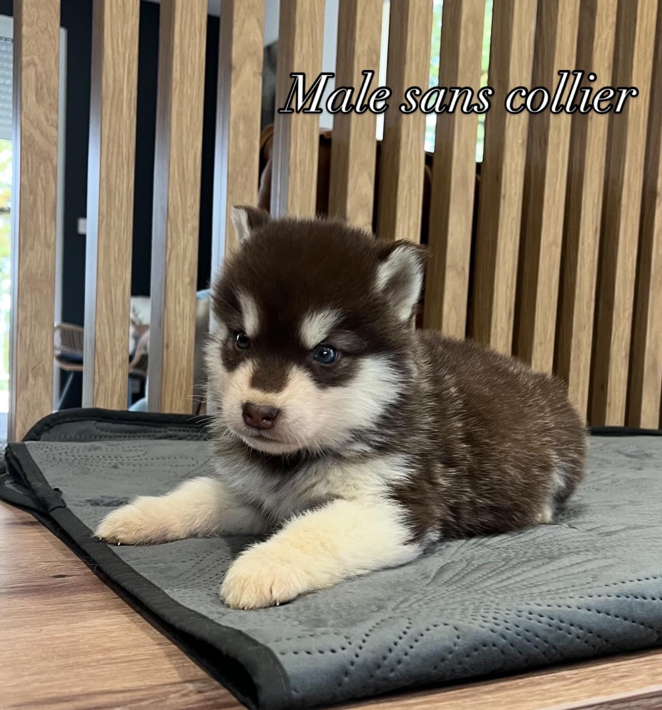Into The Wild With - Chiots disponibles - Alaskan Malamute