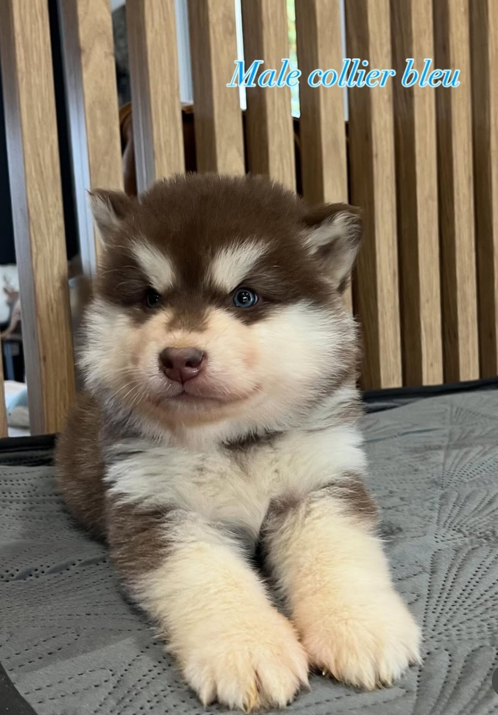 Into The Wild With - Chiots disponibles - Alaskan Malamute