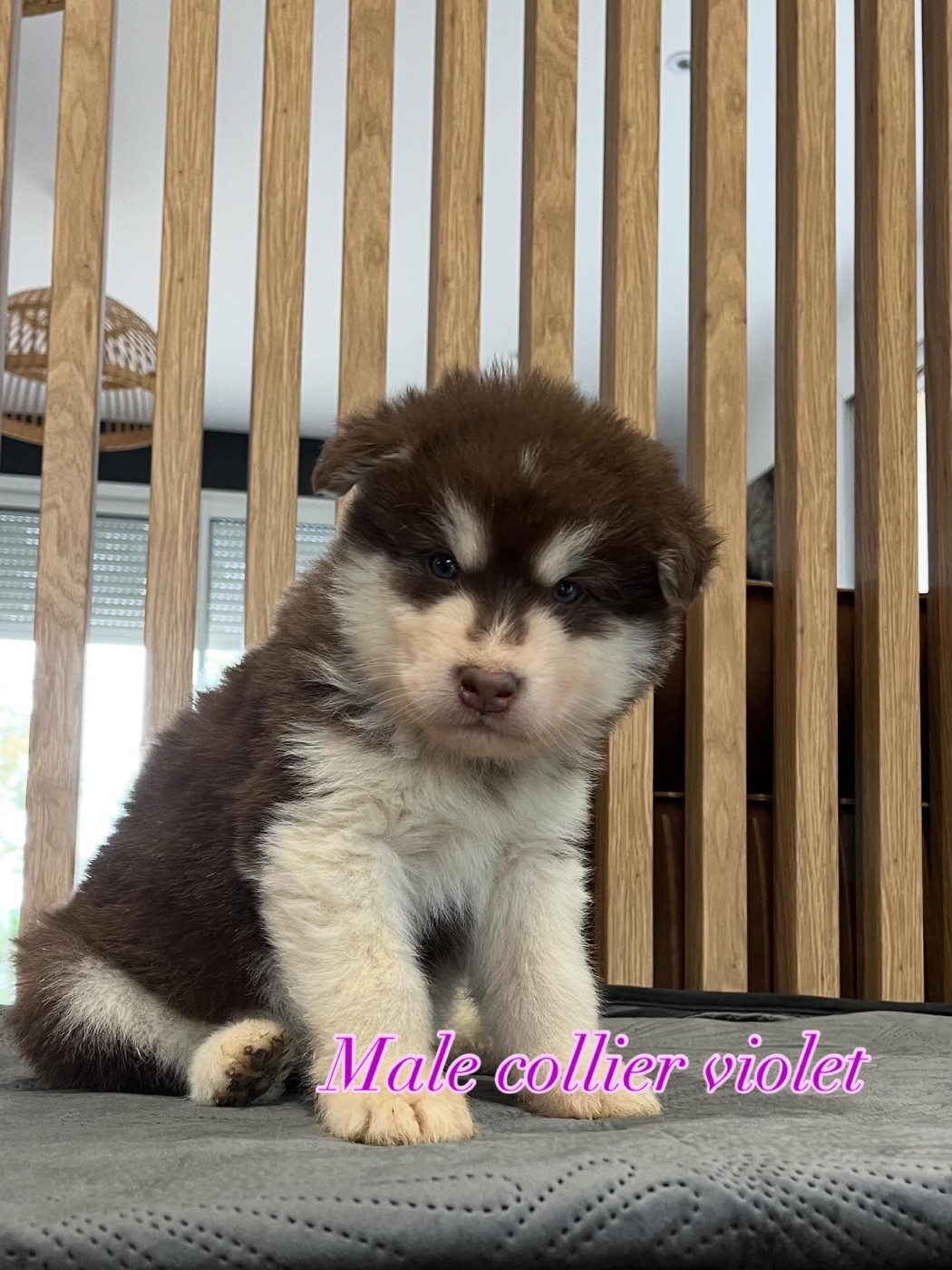Into The Wild With - Chiots disponibles - Alaskan Malamute