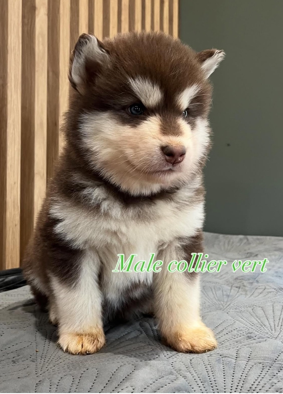 Into The Wild With - Chiots disponibles - Alaskan Malamute