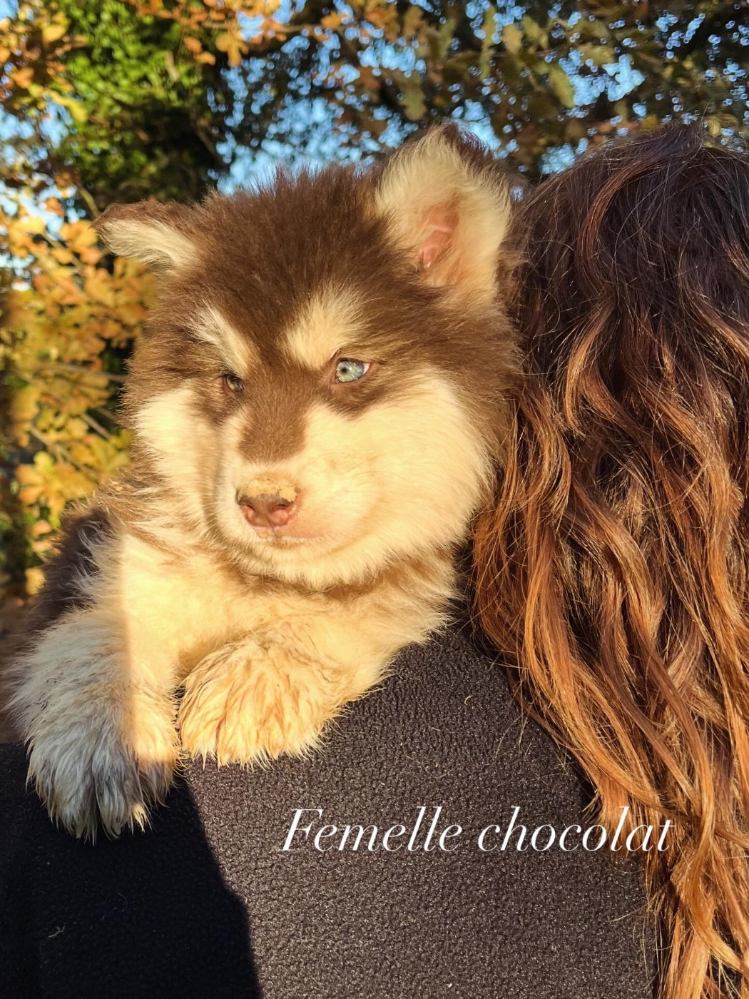 Into The Wild With - Chiots disponibles - Alaskan Malamute