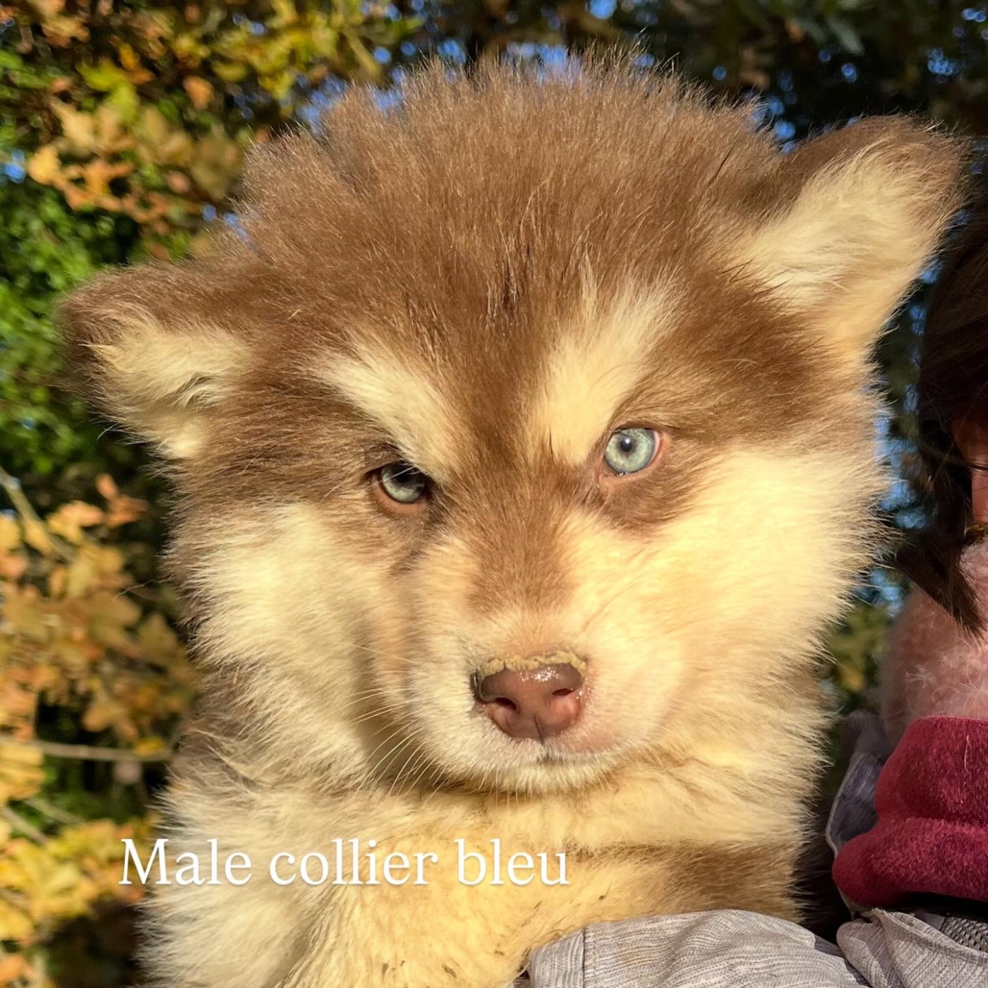 Into The Wild With - Chiots disponibles - Alaskan Malamute