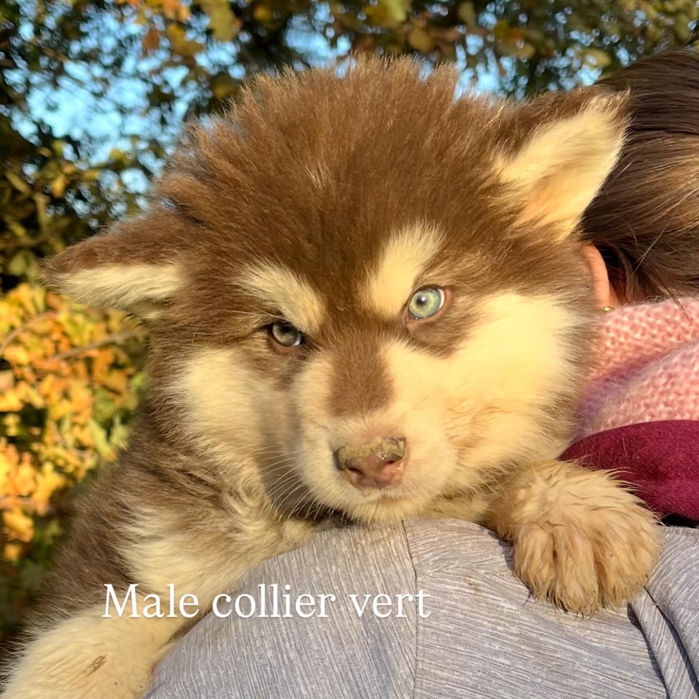 Into The Wild With - Chiots disponibles - Alaskan Malamute