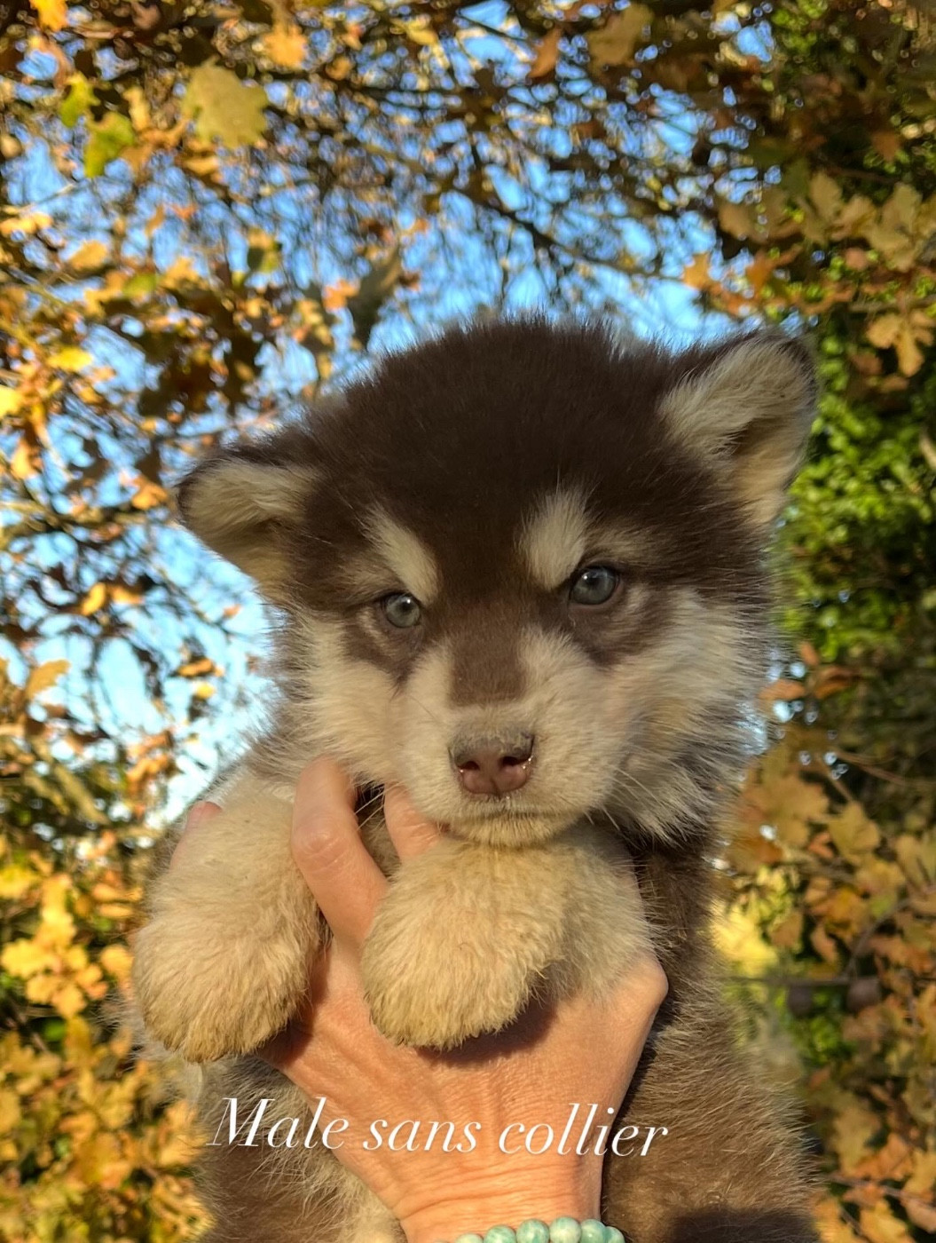 Into The Wild With - Chiots disponibles - Alaskan Malamute