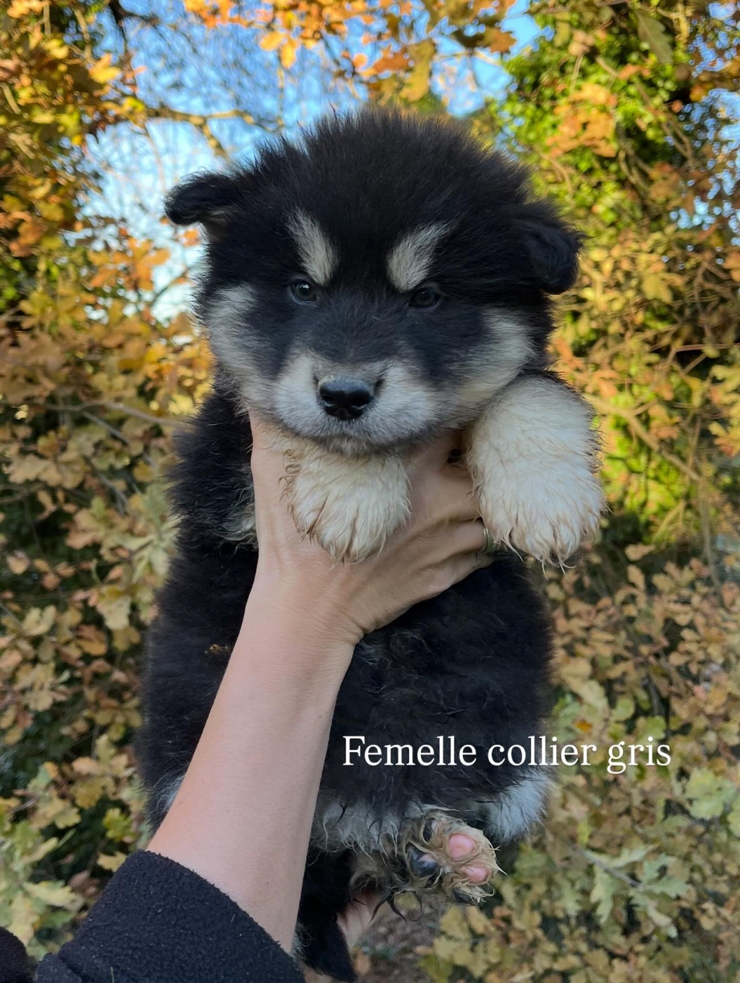 Into The Wild With - Chiots disponibles - Alaskan Malamute