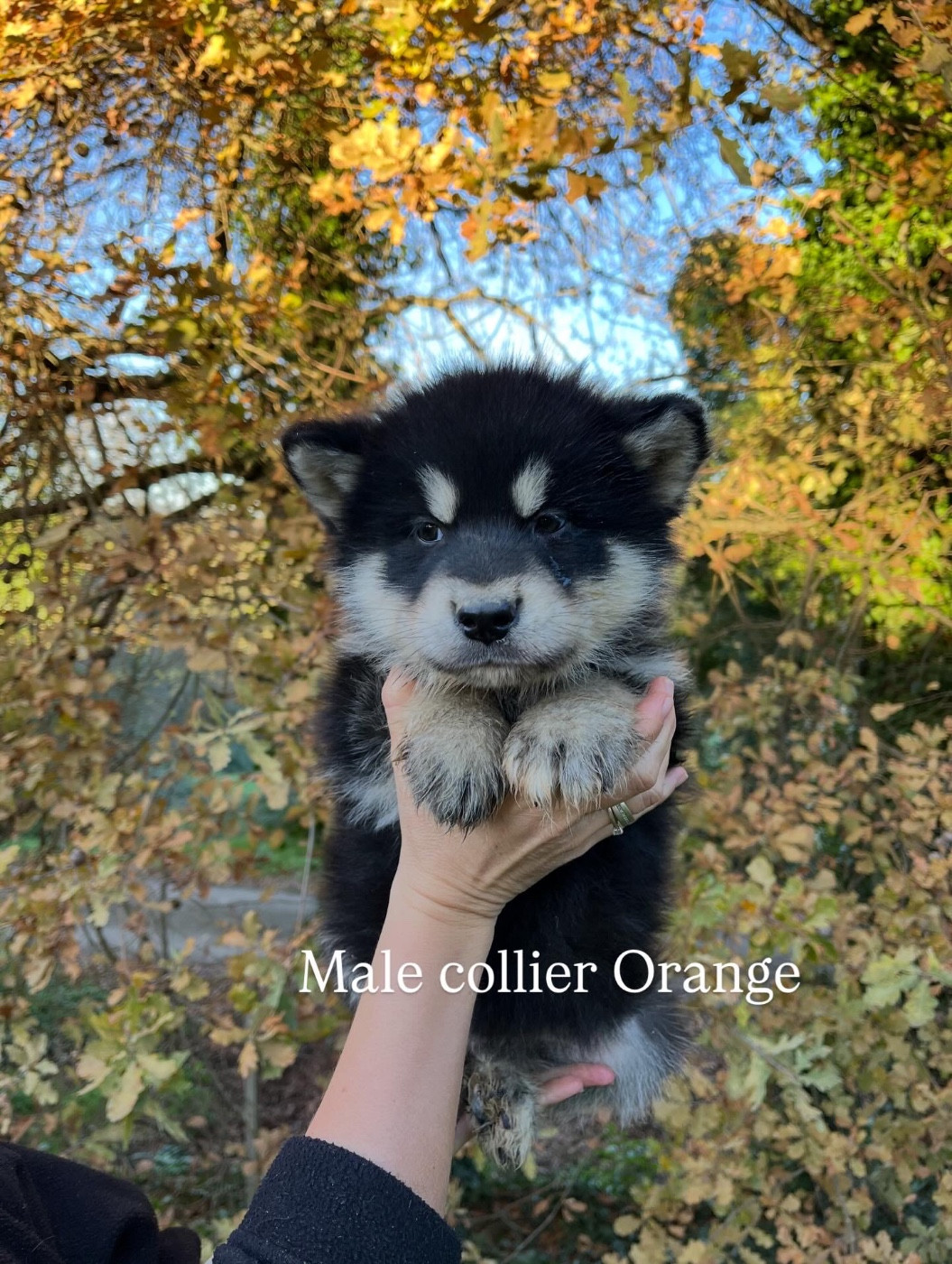 Into The Wild With - Chiots disponibles - Alaskan Malamute