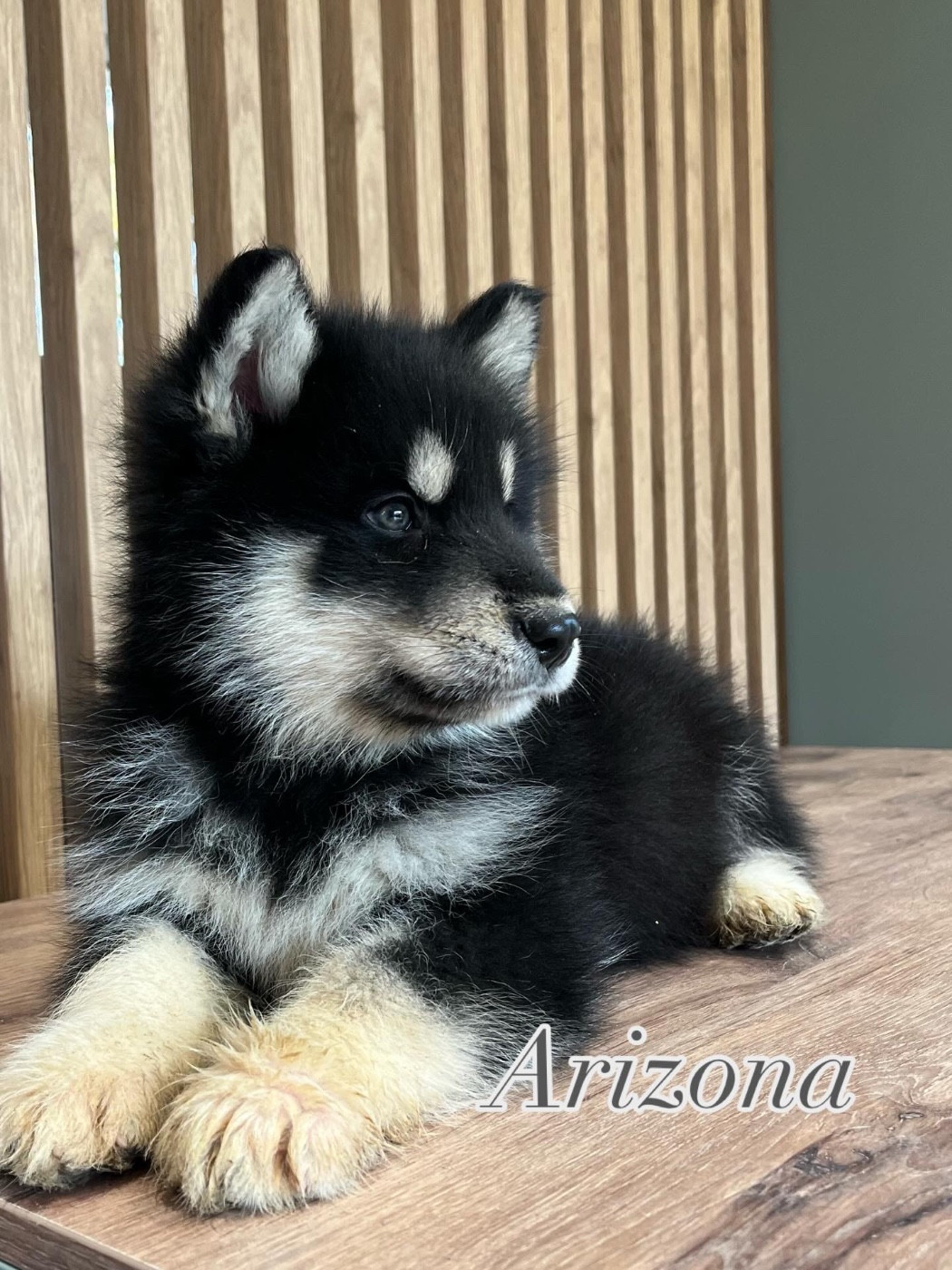 Into The Wild With - Chiots disponibles - Alaskan Malamute