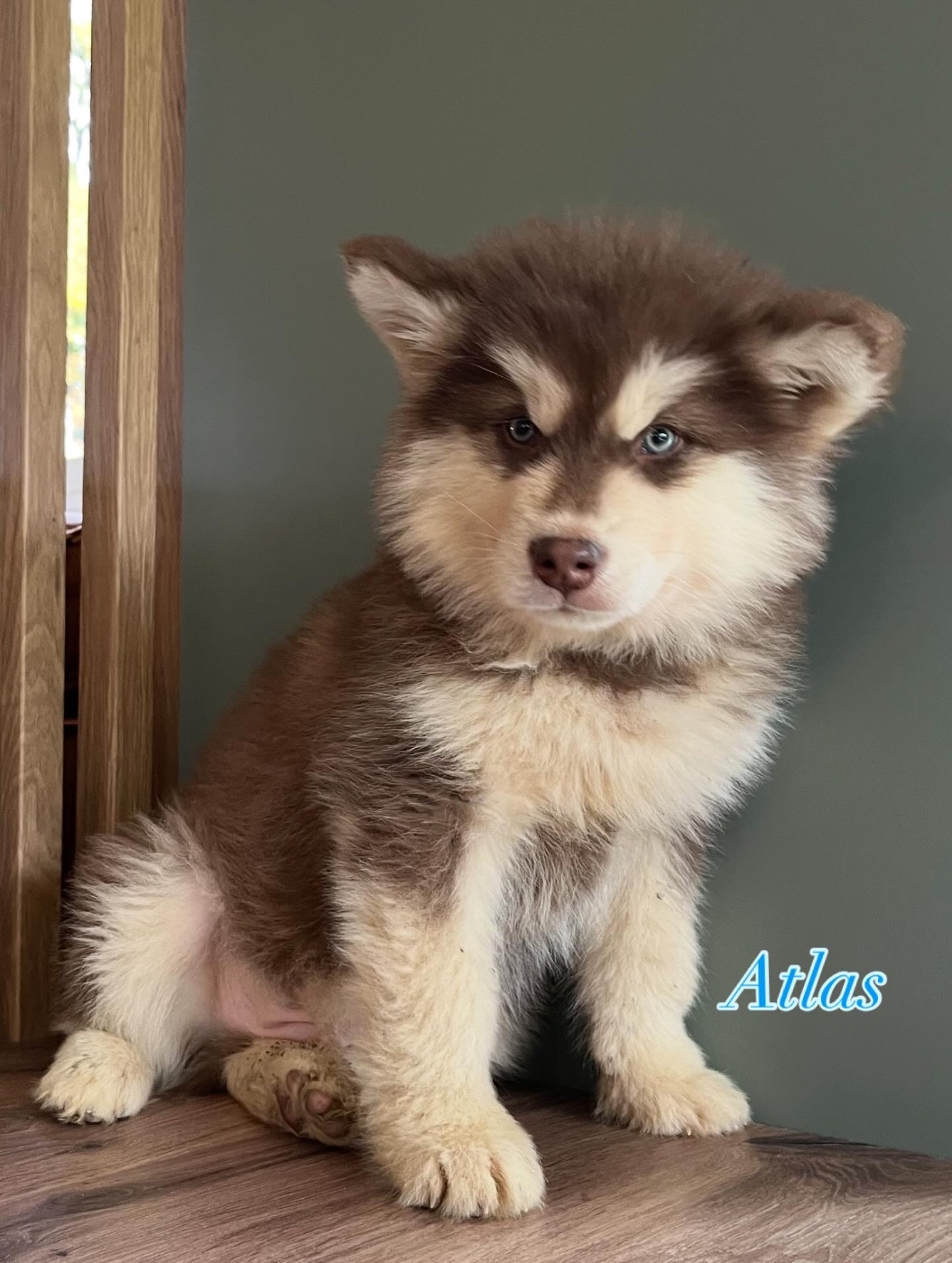 Into The Wild With - Chiots disponibles - Alaskan Malamute