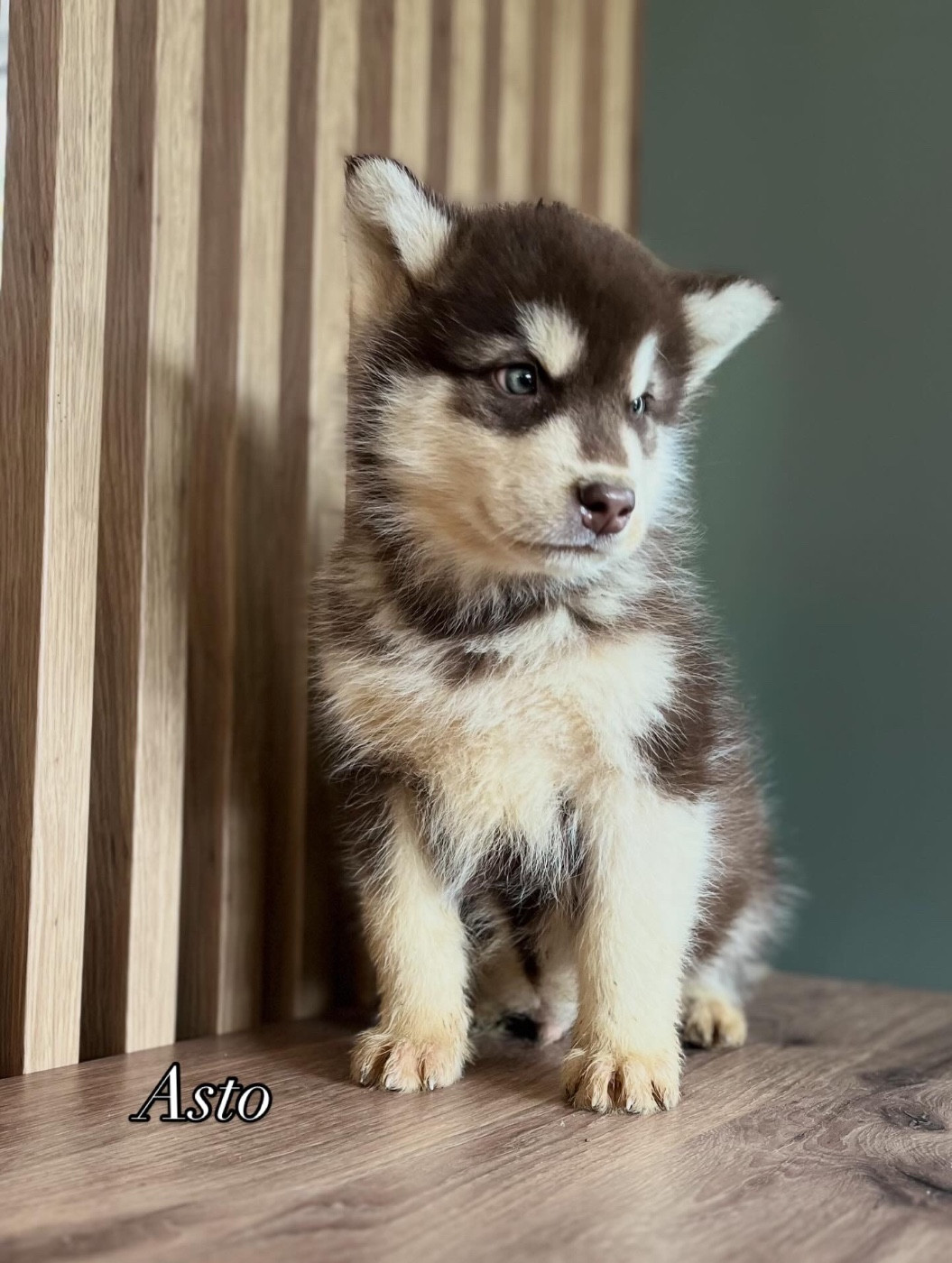 Into The Wild With - Chiots disponibles - Alaskan Malamute