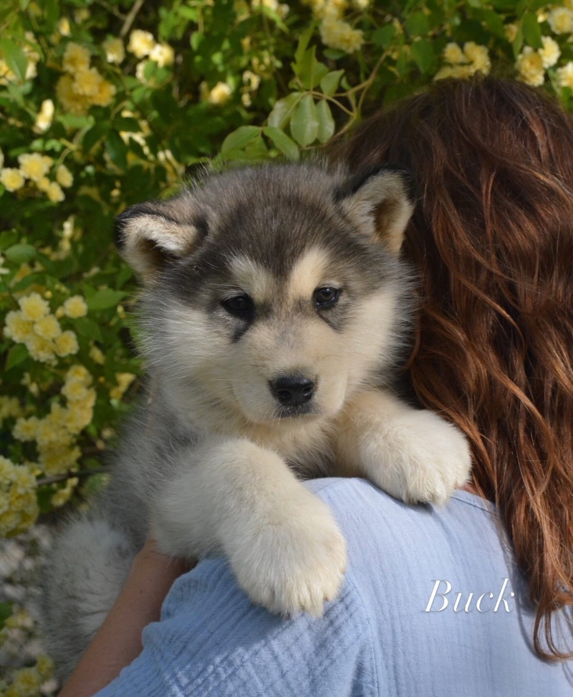 Into The Wild With - Chiots disponibles - Alaskan Malamute