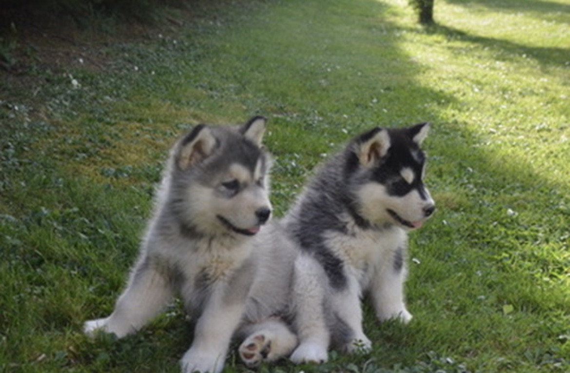 Into The Wild With - Alaskan Malamute - Portée née le 20/02/2026