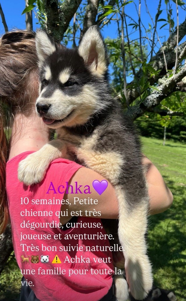 Into The Wild With - Chiots disponibles - Alaskan Malamute